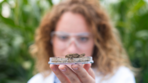 Especialista avaliando matéria-prima derivada de cannabis para controle de qualidade e análises laboratoriais da Labpharma